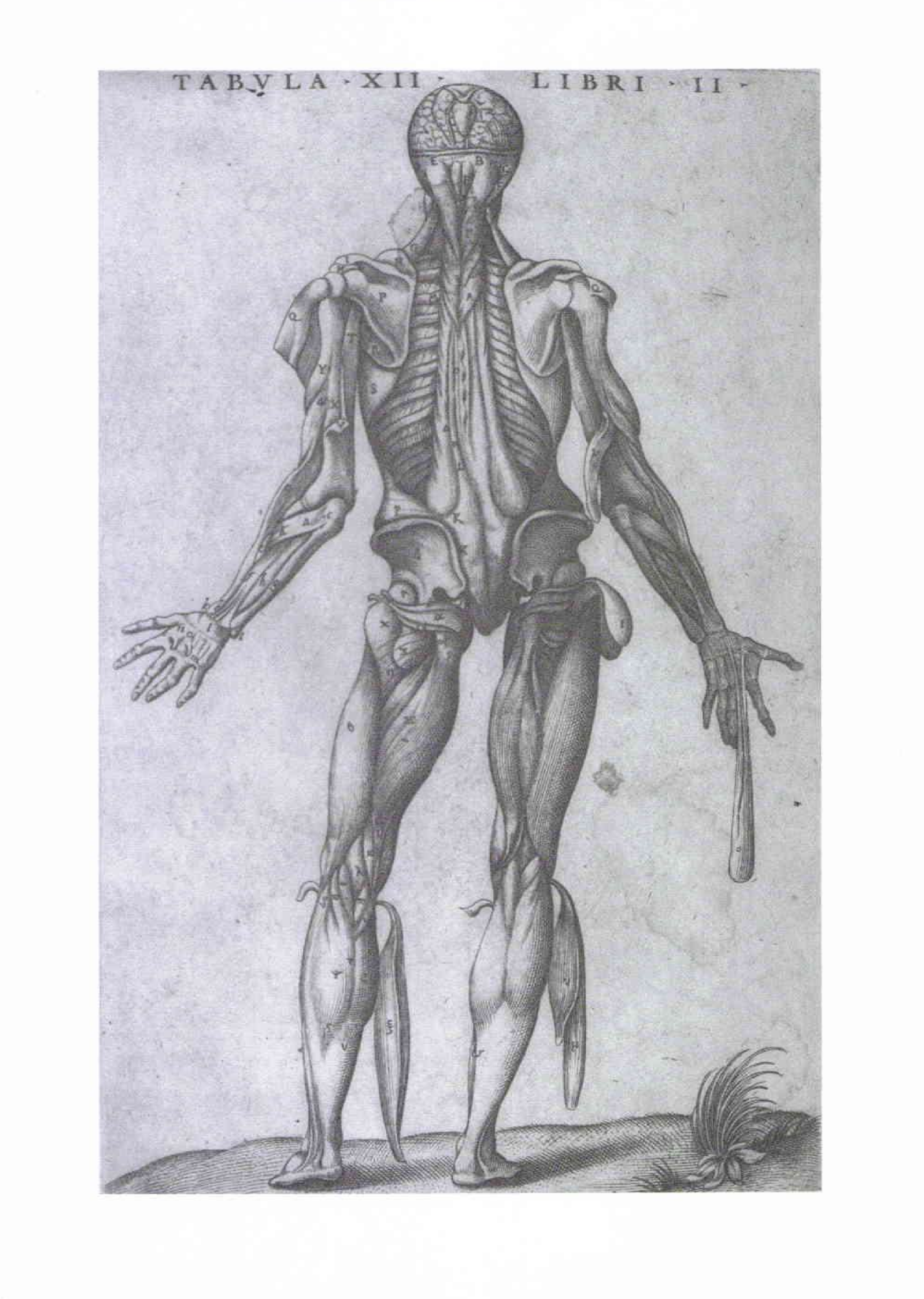McCraw & Arnold\'s Atlas Of Muscle And Musculocutaneous Flaps - Page 2