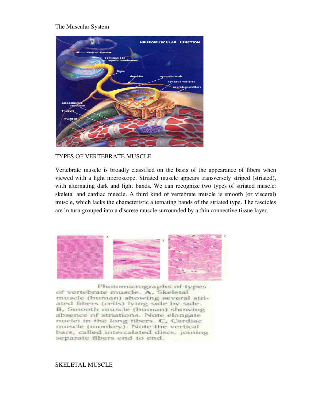 VTU eNotes On Human Physiology (Bio-Technology) - Page 4