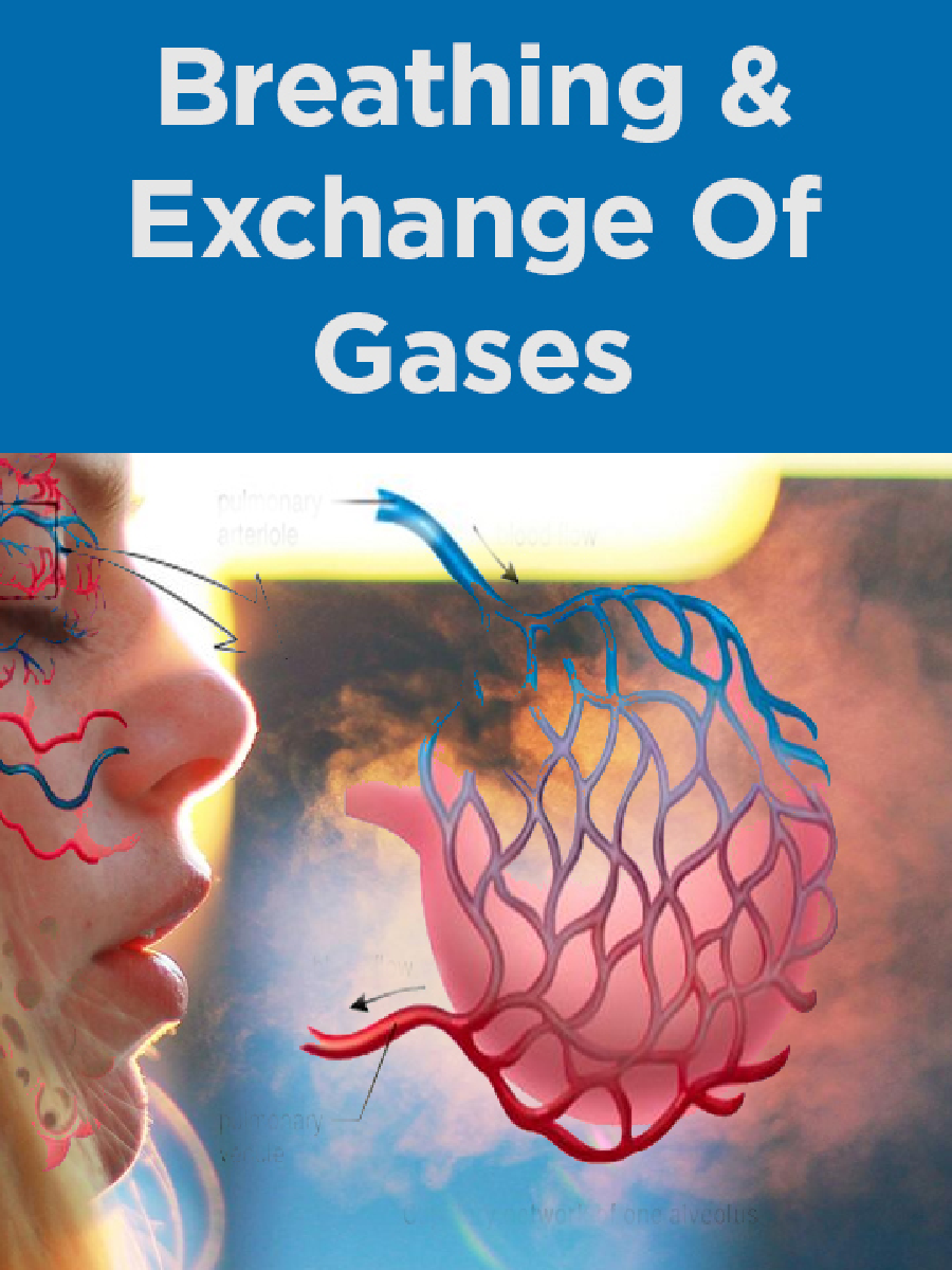 Breathing And Exchange Of Gases - Page 1