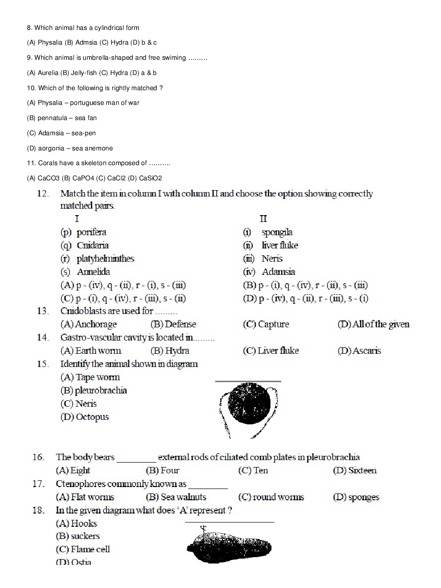 Classification Of Animal Kingdom - Page 3