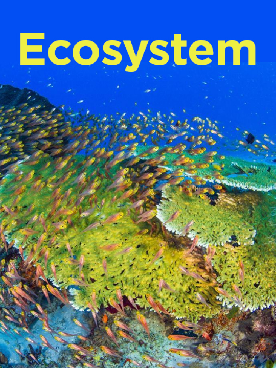 Ecosystem - Page 1