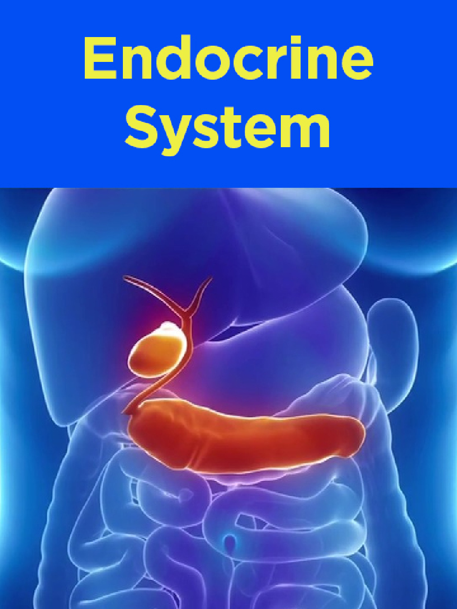 Endocrine System - Page 1