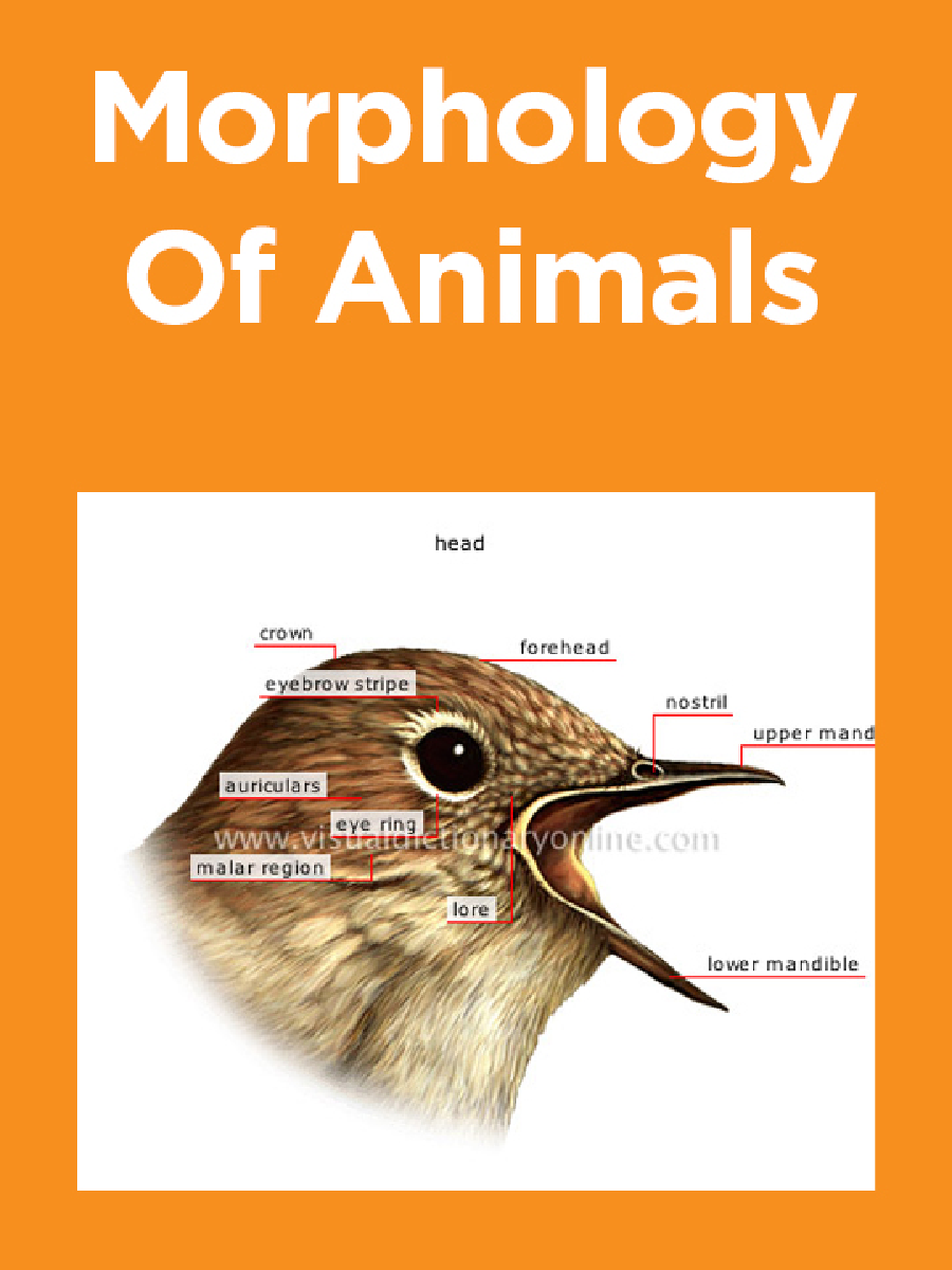 Morphology Of Animals - Page 1