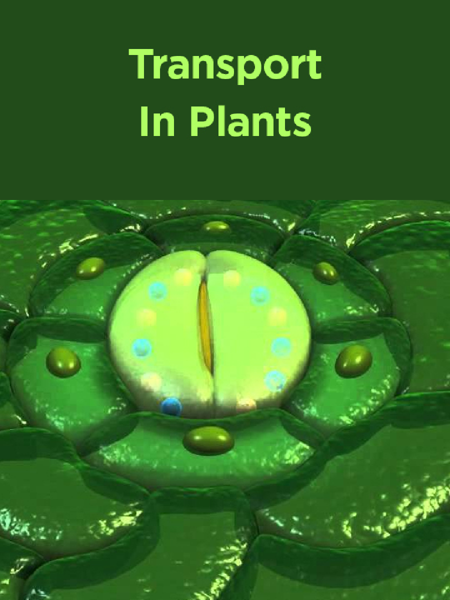 Transport In Plants - Page 1