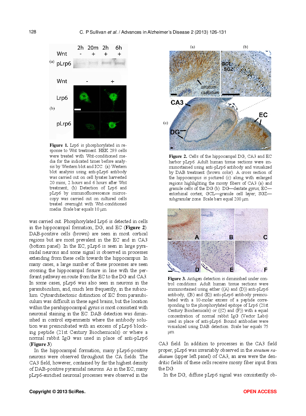 Phosphorylated Low-Density Lipoprotein Receptor-Related Protein 6 Is Prevalent In Hippocampal Progenitor Cells And Circuits  Of Aged Human Hippocampus - Page 4