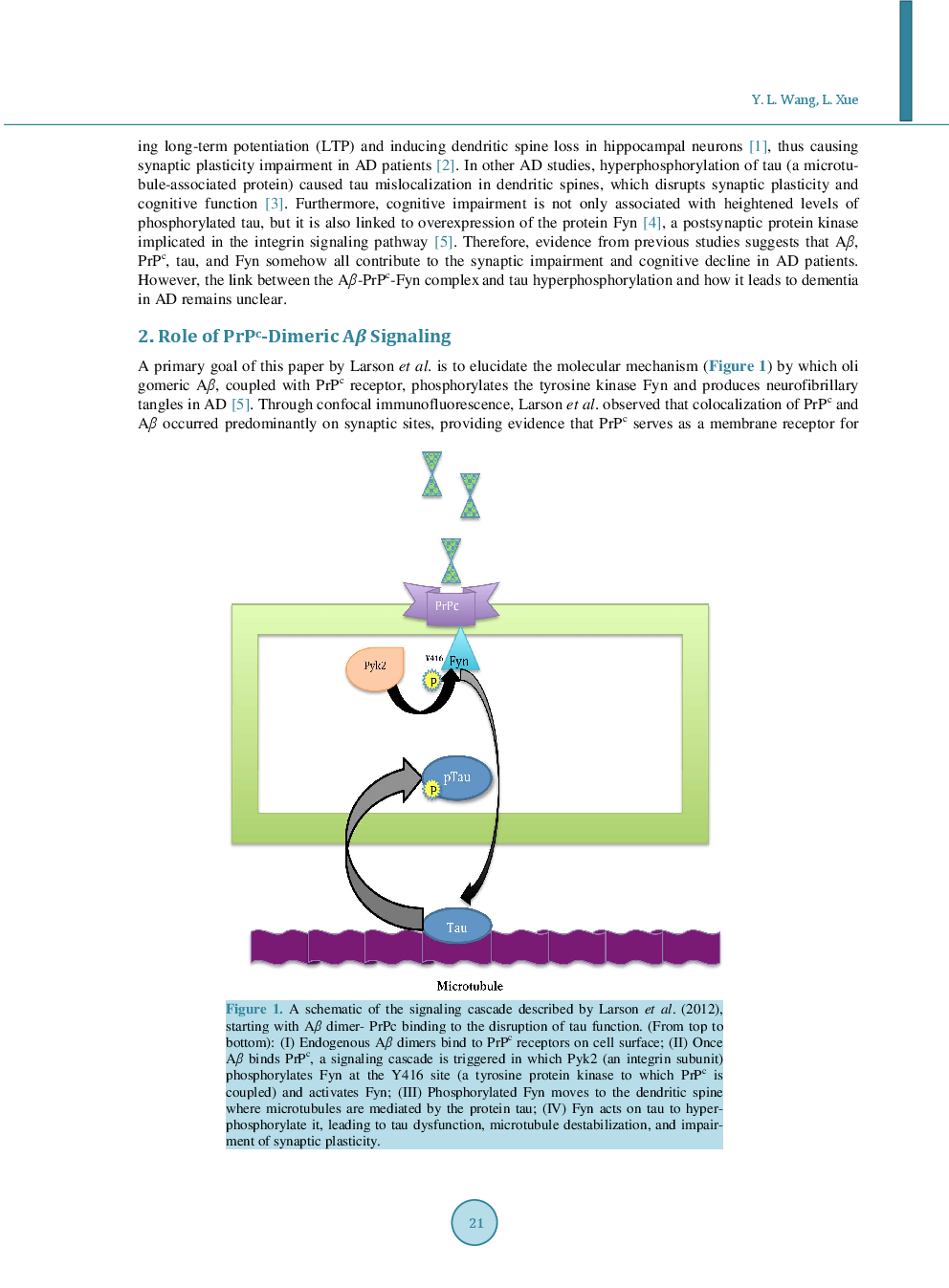 Mapping It Out: A Novel Signaling Pathway Linking Aβ-PrPc-Fyn Complex To Cognitive Impairment In Alzheimer’s Disease - Page 3