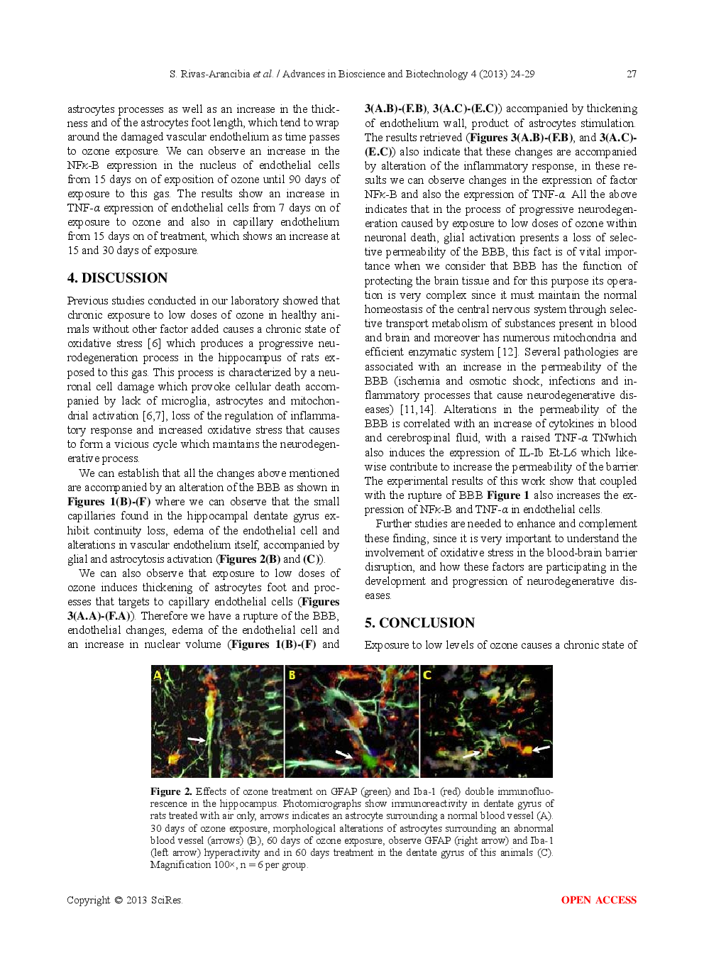 Chronic Exposure To Low Doses Of Ozone Produces A State Of Oxidative Stress And Blood-Brain Barrier Damage In The Hippocampus Of Rat - Page 5