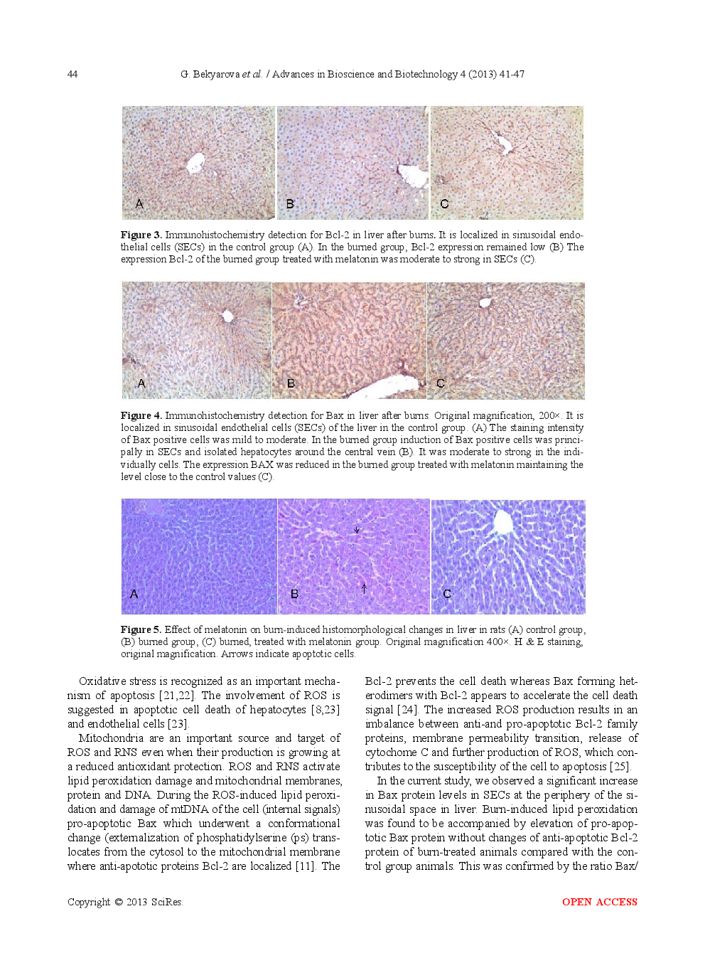 Melatonin Modulates The Expression Of Bcl-2 Family Proteins In Liver After Thermal Injury In Rats - Page 5