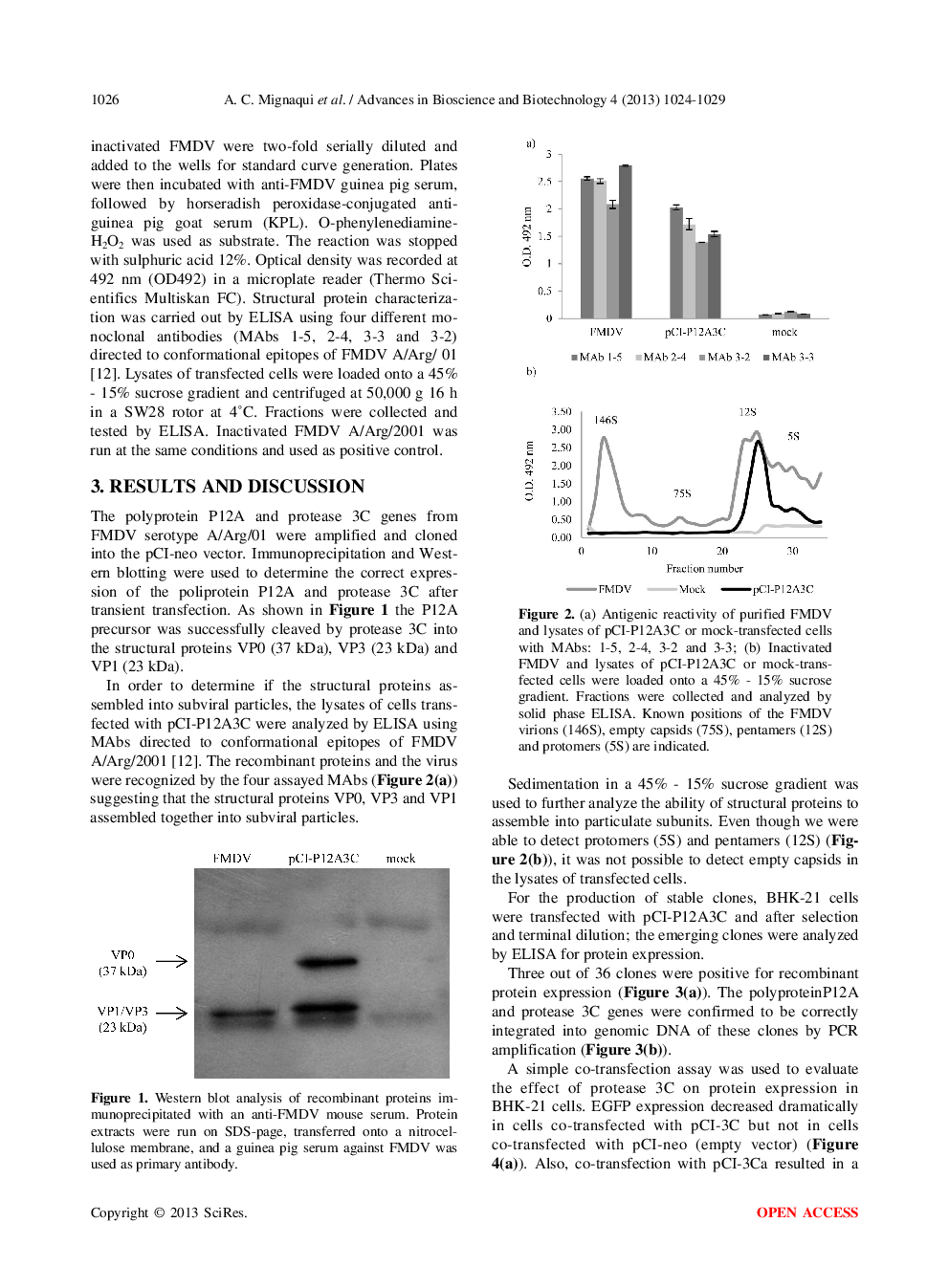 Comparison Of Transient And Stable Expression Of Foot-And-Mouth Disease Virus Capsid Proteins In Mammalian Cells - Page 4