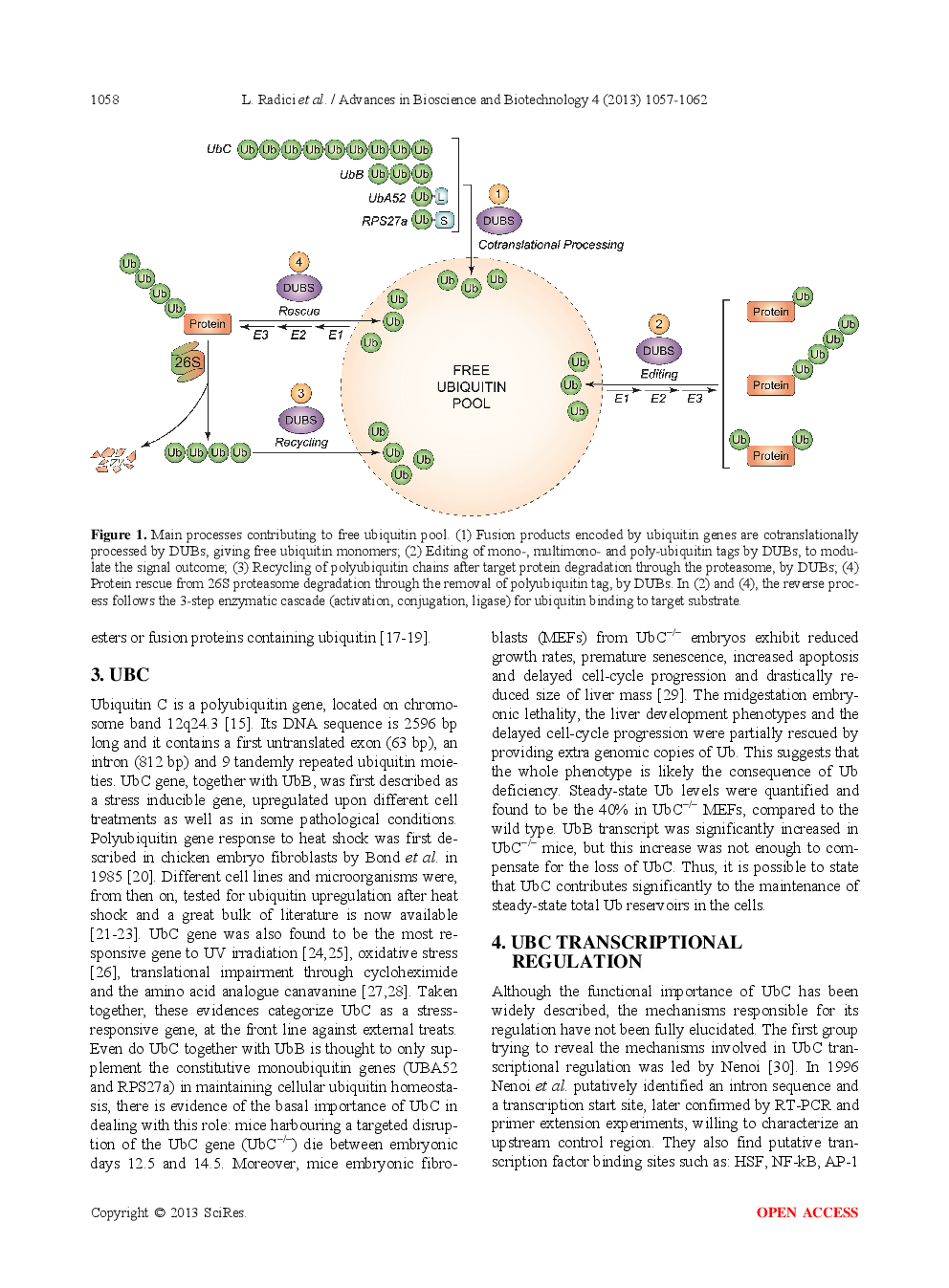 Ubiquitin C Gene: Structure, Function, And Transcriptional Regulation - Page 3