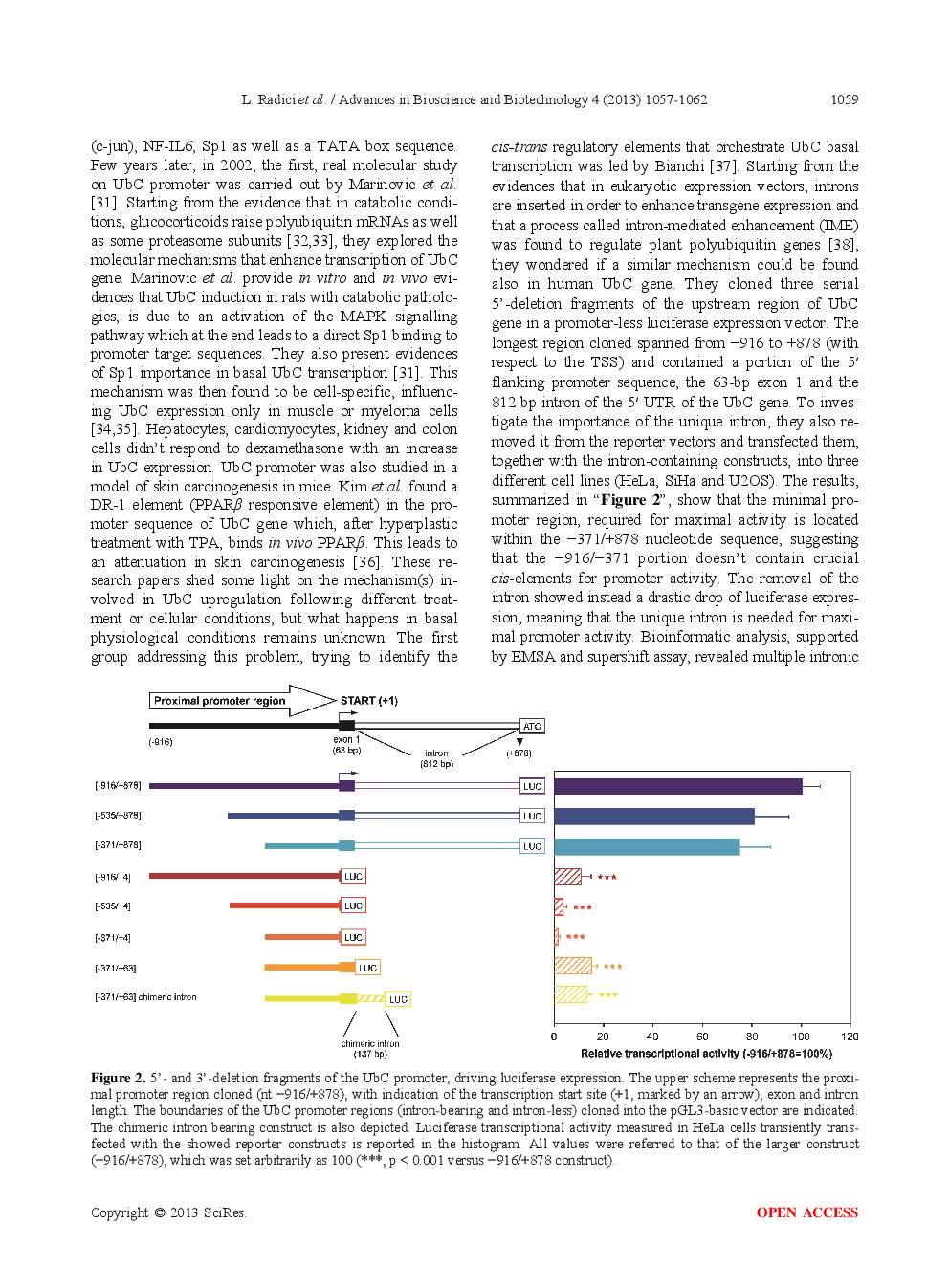 Ubiquitin C Gene: Structure, Function, And Transcriptional Regulation - Page 4