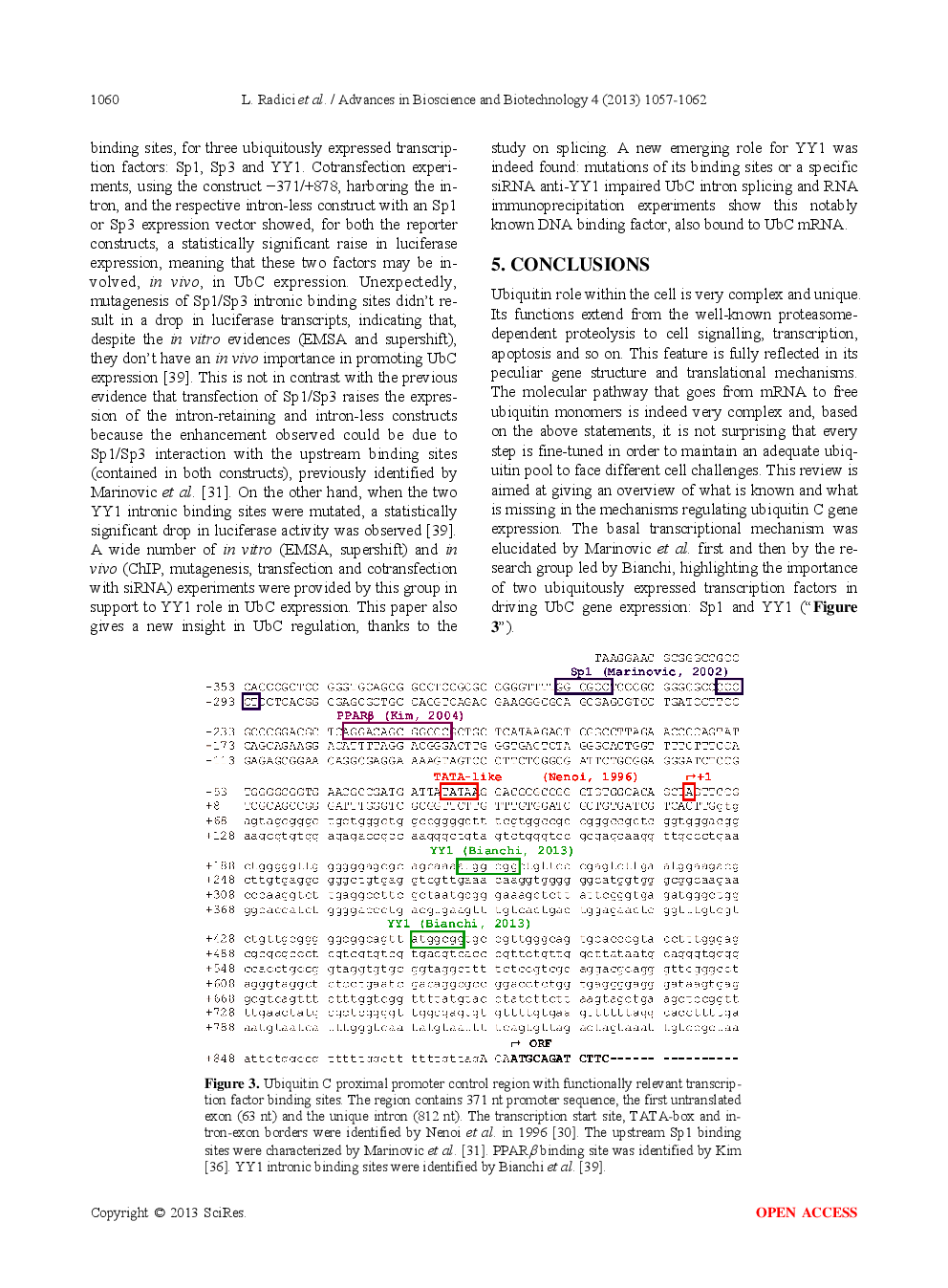 Ubiquitin C Gene: Structure, Function, And Transcriptional Regulation - Page 5