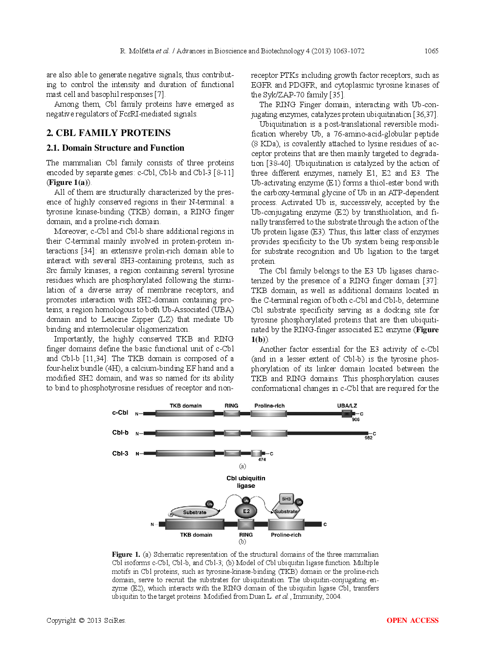 The Cbl Family Of Ubiquitin Ligases Regulates FcεRI Expression And Mast Cell Activation - Page 4