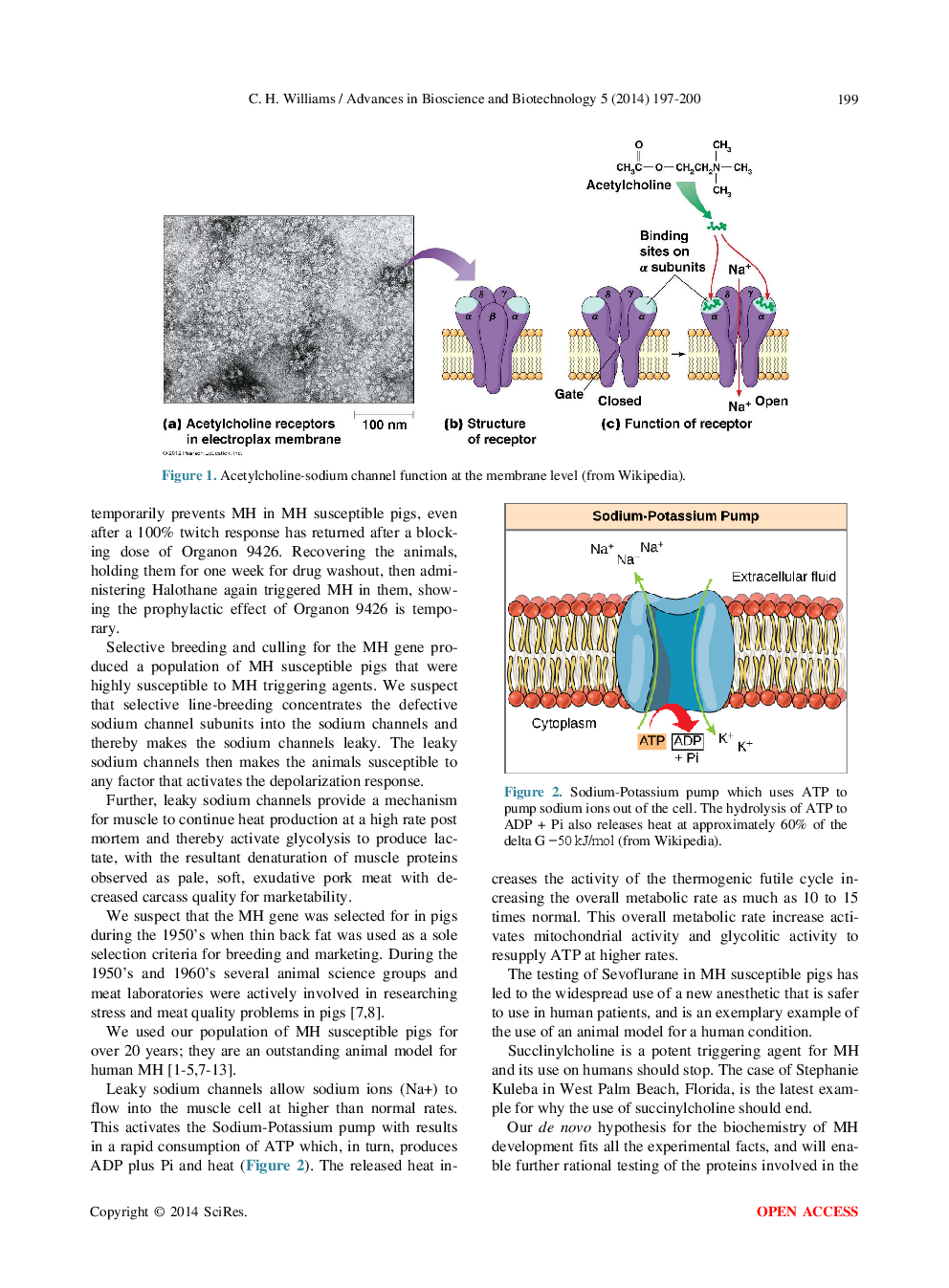 Malignant Hyperthermia: A Runaway Thermogenic Futile Cycle At The Sodium Channel Level - Page 4