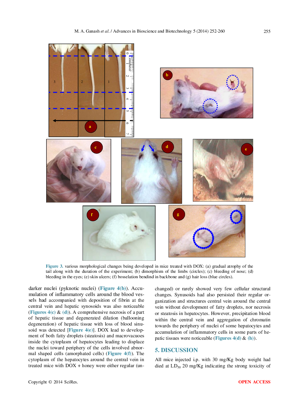 Cytoprotectivity Of The Natural Honey Against The Toxic Effects Of Doxorubicin In Mice - Page 5