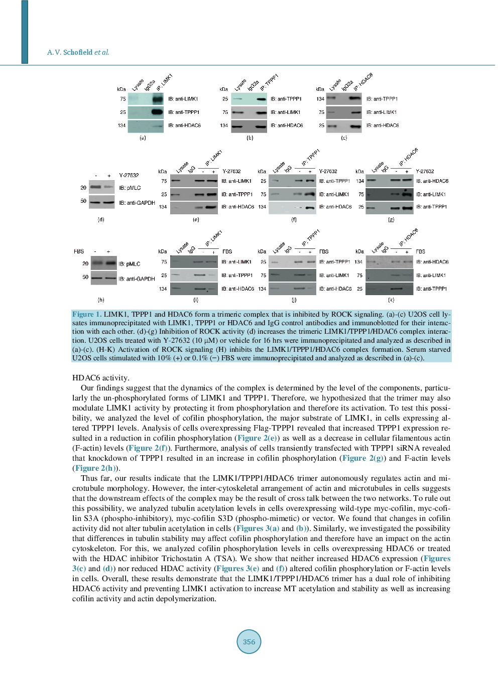 LIMK1/TPPP1/HDAC6 Is A Dual Actin And Microtubule Regulatory Complex That Promotes Drug Resistance - Page 5