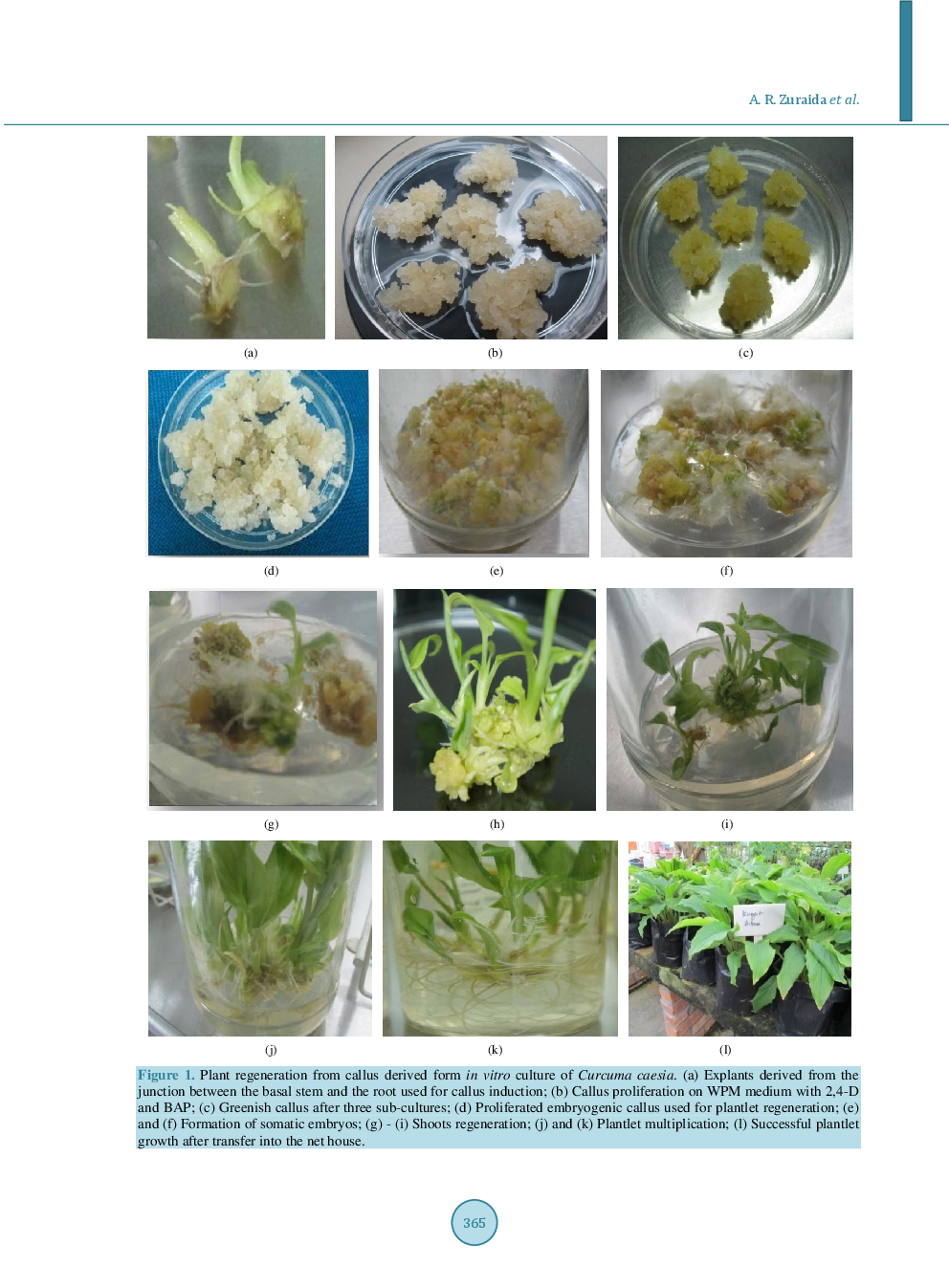 In Vitro Regeneration Of Curcuma Caesia Plantlets From Basal Part And Via Somatic Embryogenesis - Page 4