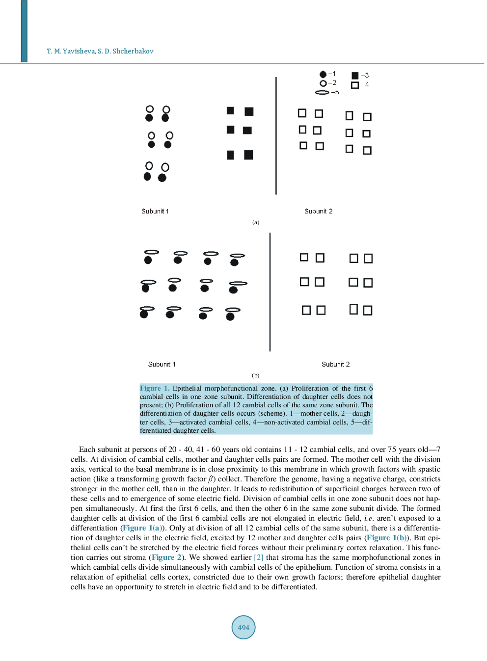 Development Of Melanoma And Cancer Without Decreasing Of Cambial Cells Number In Morphofunctional Zones - Page 3