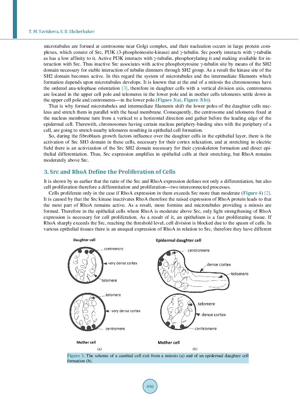 Development Of Melanoma And Cancer Without Decreasing Of Cambial Cells Number In Morphofunctional Zones - Page 5