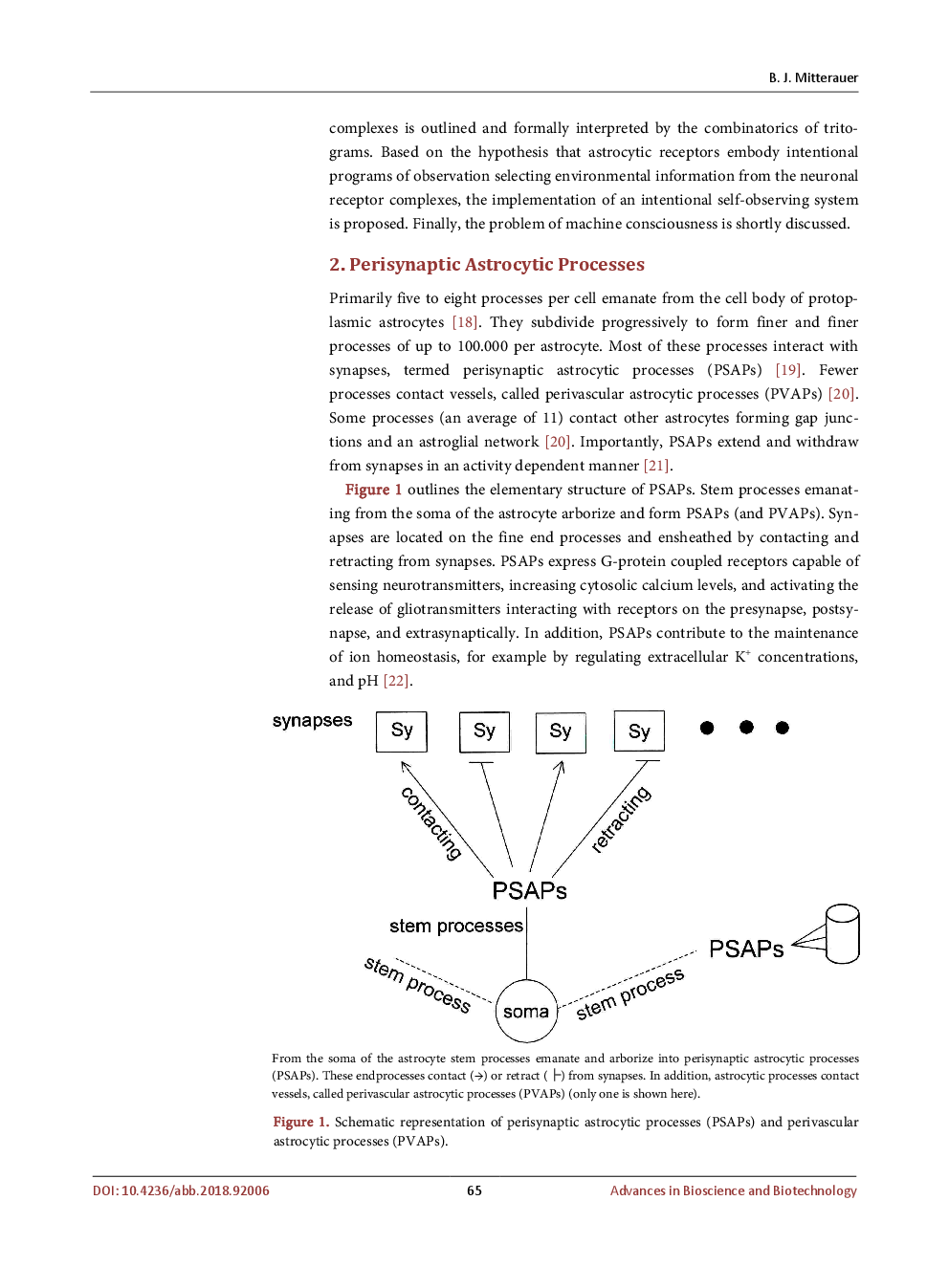 Astrocyte-Synapse Receptor Coupling In Tripartite Synapses: A Mechanism For Self-Observing Robots - Page 4