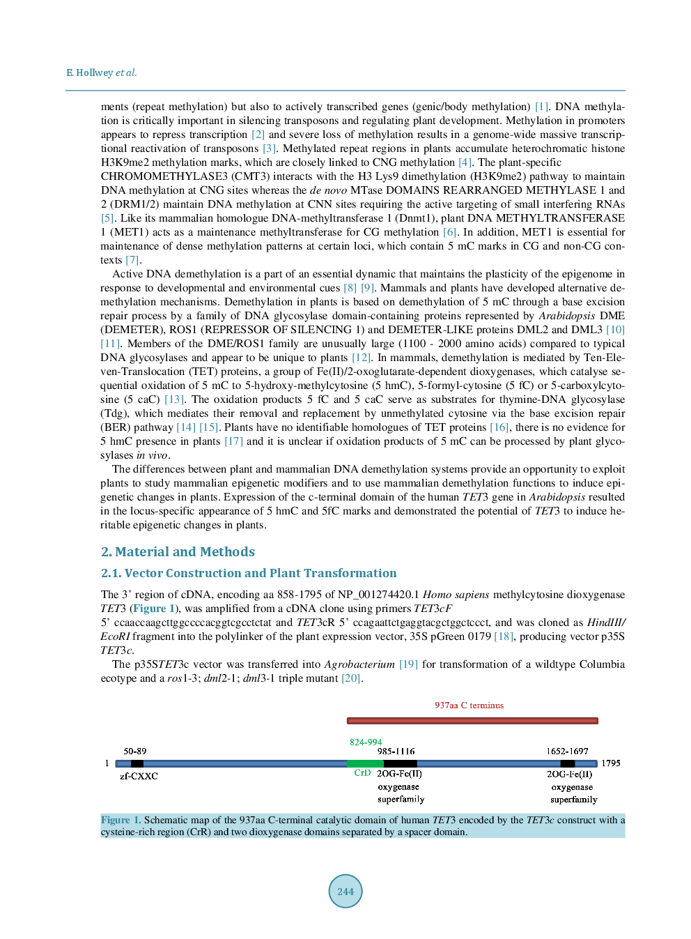 Expression Of The C-Terminal Domain Of Mammalian TET3 DNA Dioxygenase In Arabidopsis Thaliana Induces Heritable Methylation Changes At rDNA Loci - Page 3