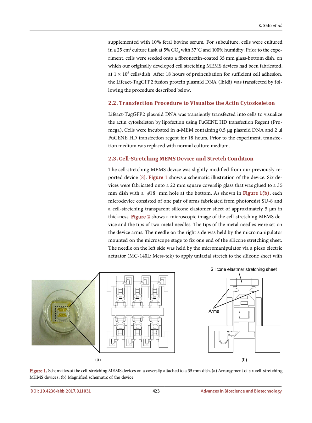 In Situ Observation And Measurement Of Actin Stress Fiber Deformation In Stretched Osteoblast like Cell - Page 4