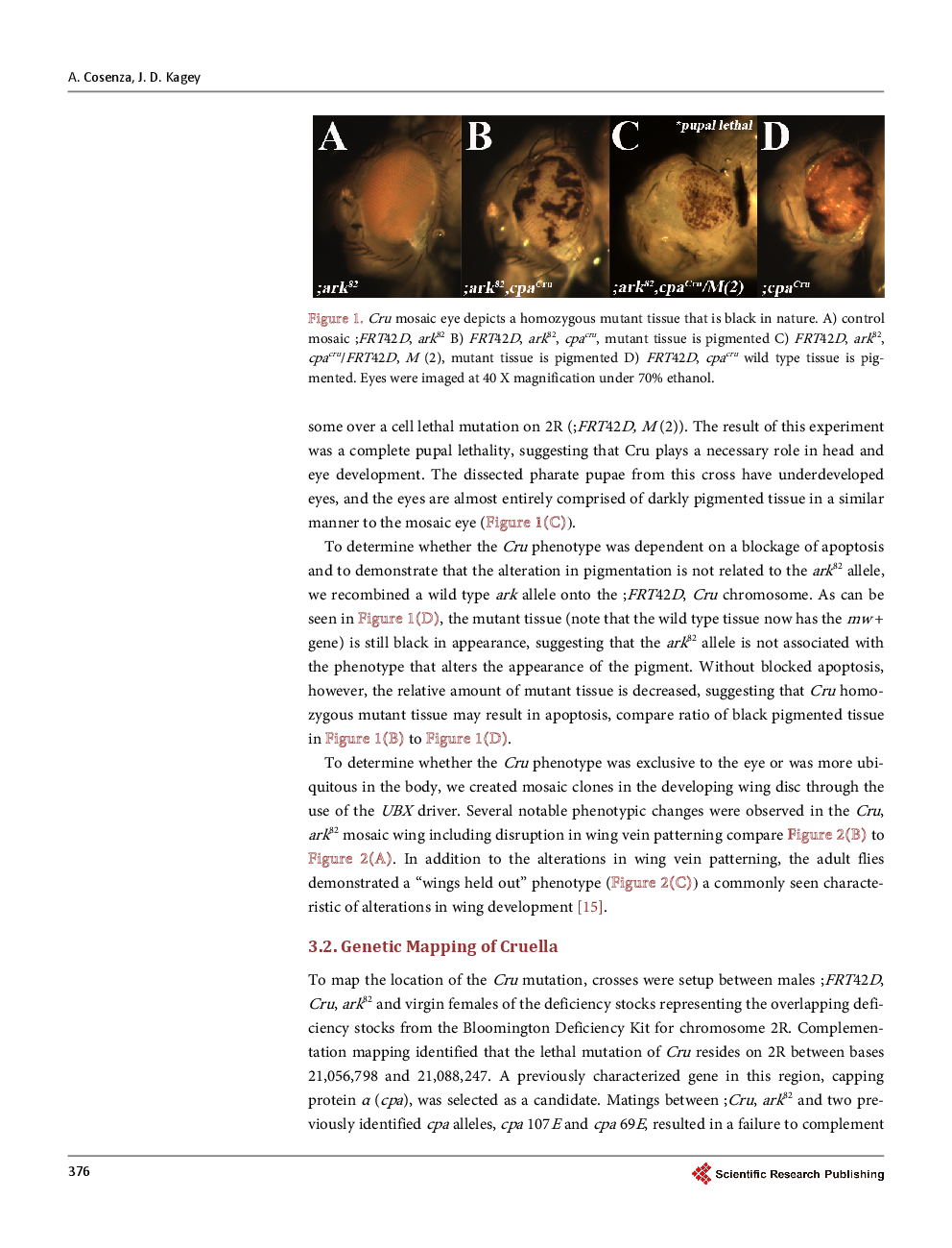 The Mapping And Characterization Of Cruella (Cru), A Novel Allele Of Capping Protein α (Cpa), Identified From A Conditional Screen For Negative Regulators Of Cell Growth And Cell Division - Page 5