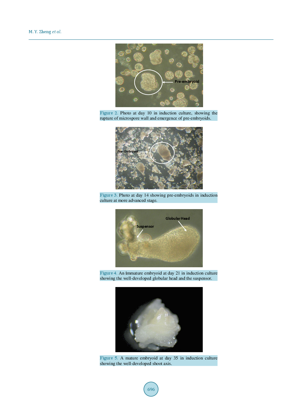 Developmental Dynamics Of Wheat (Triticum aestivum L.) Microspores Under Culture - Page 5