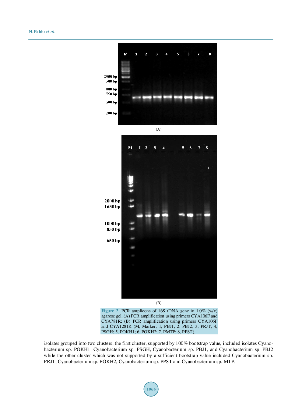 Genetic Diversity Of Marine And Fresh Water Cyanobacteria From The Gujarat State Of India - Page 5