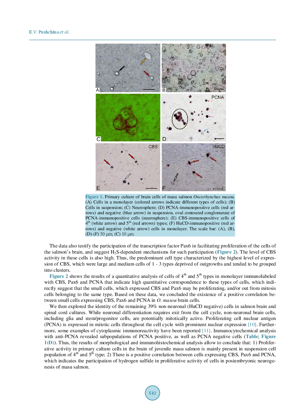 Hydrogen Sulfide in Proliferating And Differentiated Cells in Primary Cultures Of Juvenile Brain Of Masu Salmon Oncorhynchus Masou - Page 5