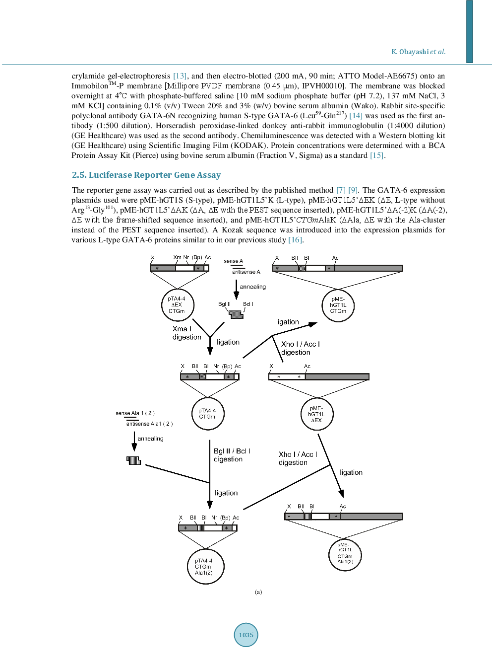 Increased Electrophoretic Mobility Of Long-Type GATA-6 Transcription Factor Upon Substitution Of Its PEST Sequence - Page 5