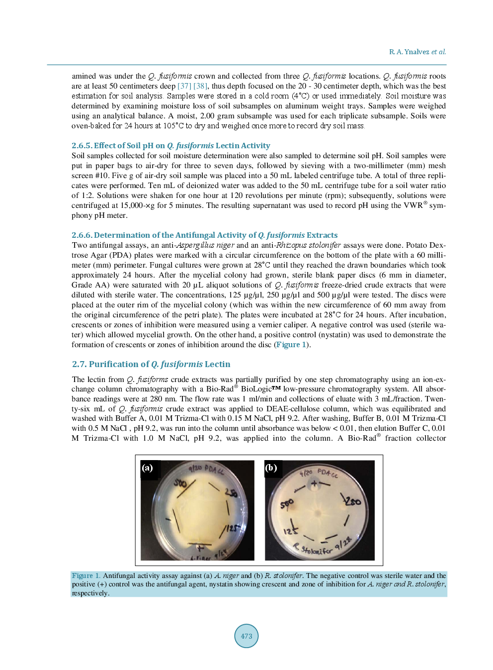 Isolation, Partial Purification And Characterization Of Texas Live Oak (Quercus Fusiformis) Lectin Ruby - Page 5