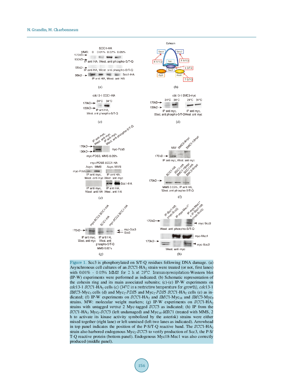 Mec1-Dependent Phosphorylation Of The Scc3 Subunit Of Cohesin During Mitosis In Budding Yeast - Page 5