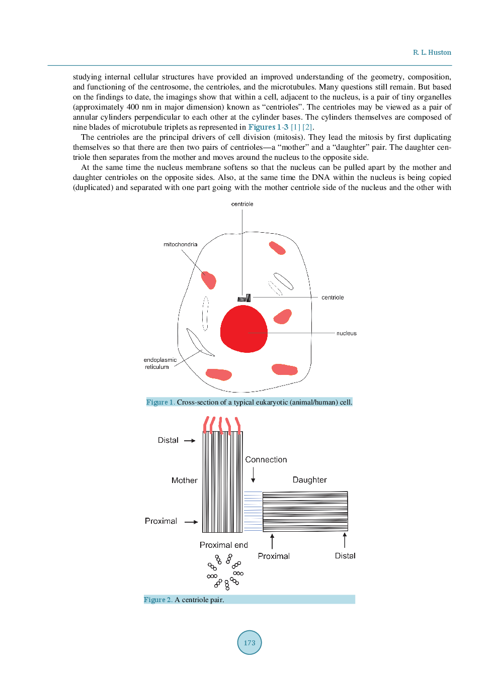 Using The Electromagnetics Of Cancer’s Centrosome Clusters To Attract Therapeutic Nanoparticles - Page 3