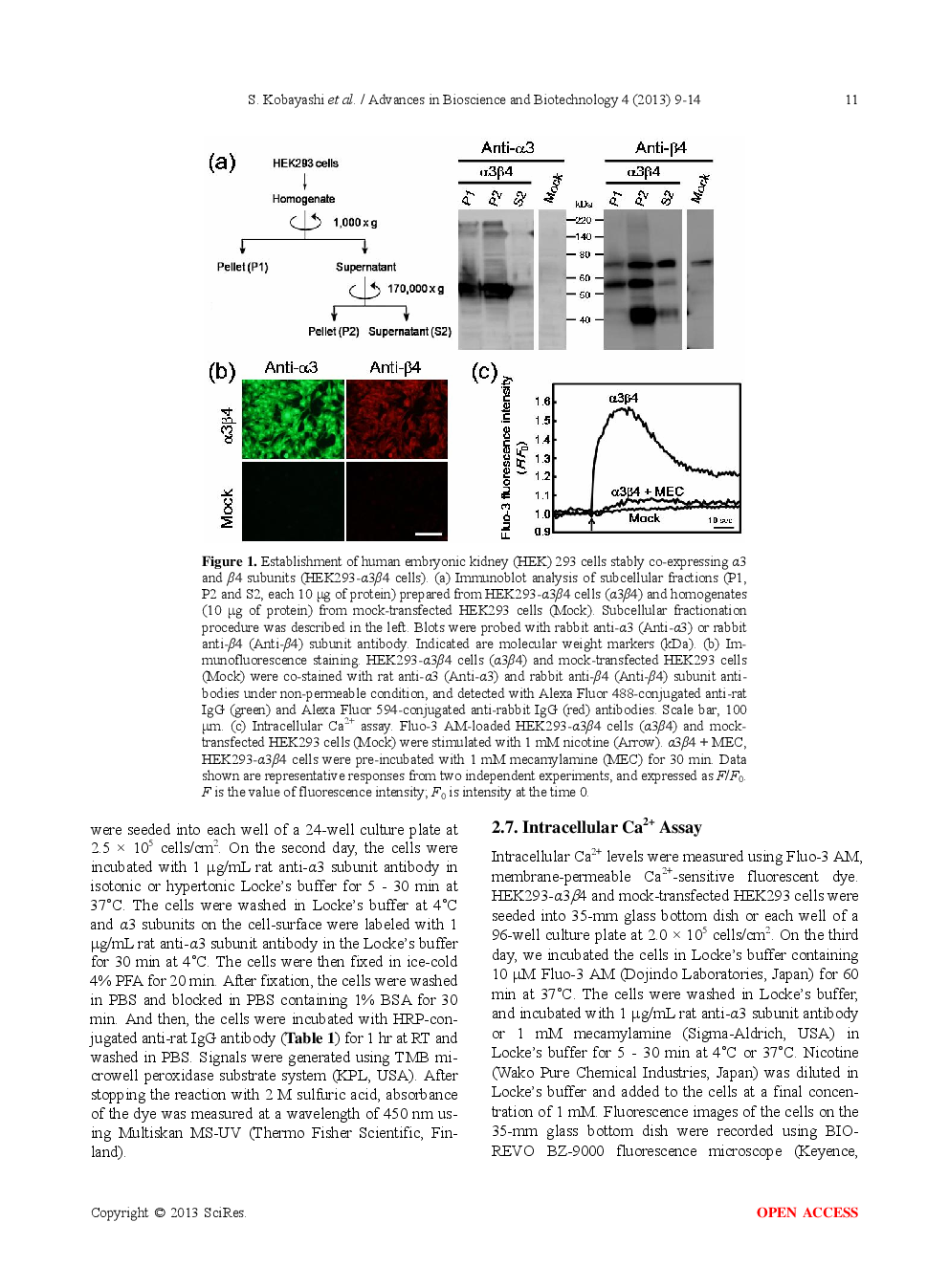 Attenuation Of Nicotine-Evoked Ca2+ Influx By Antibody To The Nicotinic Acetylcholine Receptor α3 Subunits In Human Embryonic Kidney Cells - Page 4