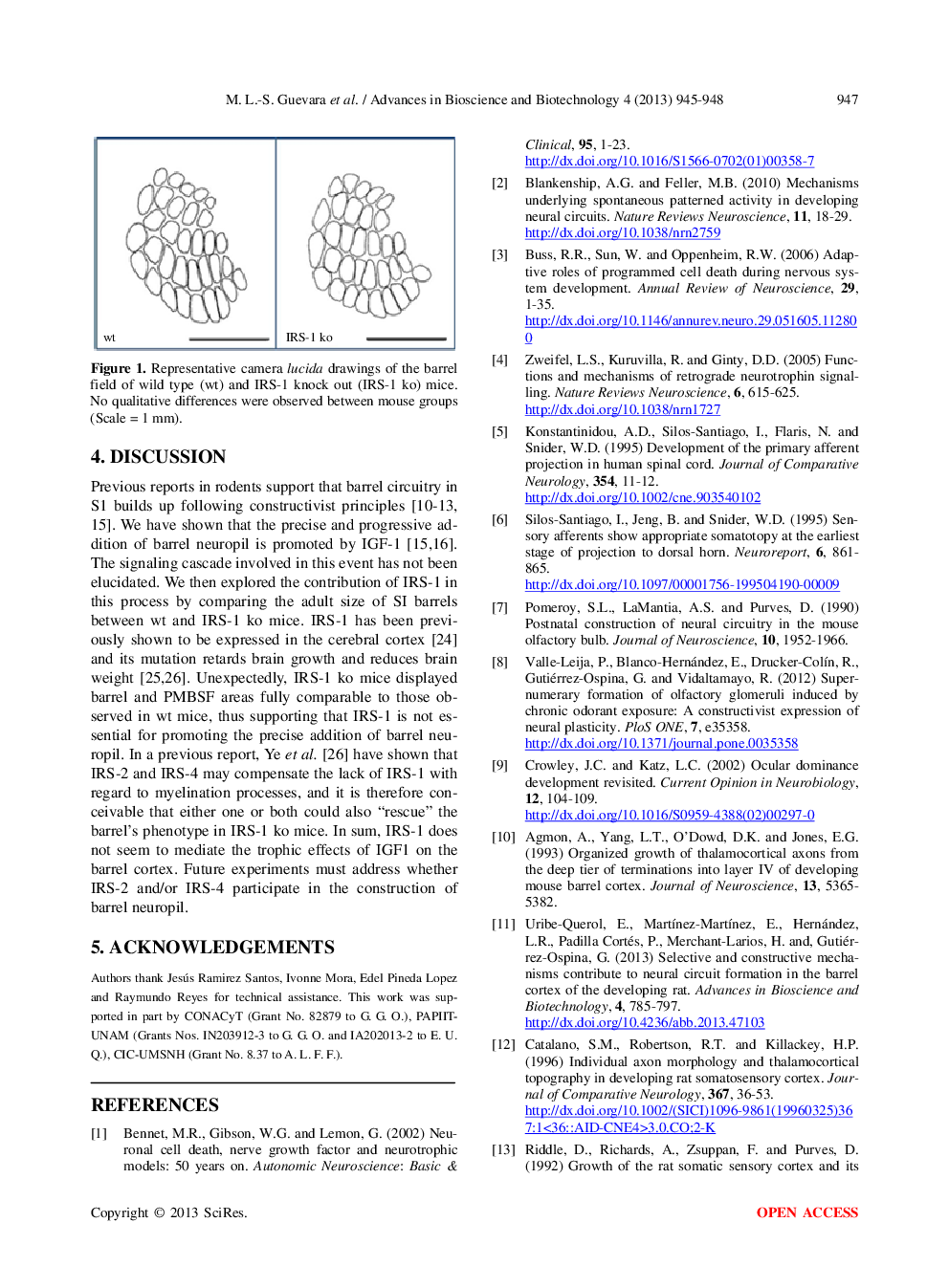 Cortical Columns (Barrels) Display Normal Size In The Brain’s Primary Somatosensory Cortex Of Mice Carrying Null Mutations Of The Insulin Receptor Substrate 1 Gene: A Preliminary Report - Page 4