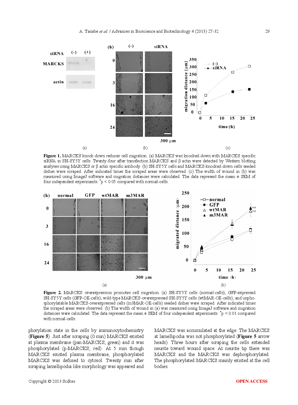 Dephosphorylation Of Myristoylated Alanine-Rich C Kinase Substrate Accelerates Wound-Induced Migration Of SH-SY5Y Cells - Page 4