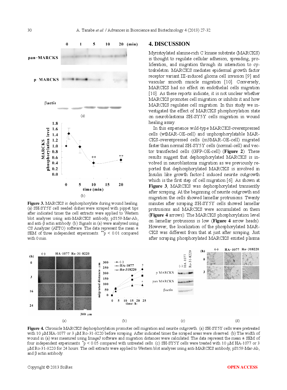 Dephosphorylation Of Myristoylated Alanine-Rich C Kinase Substrate Accelerates Wound-Induced Migration Of SH-SY5Y Cells - Page 5