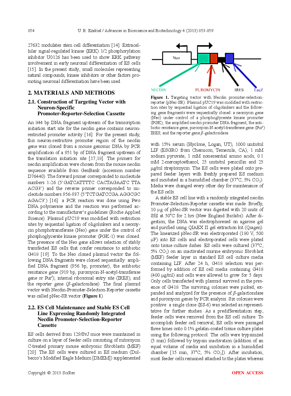 Differentiation Of Neuronal Cells Using A Murine Embryonic Stem Cell-Based Method - Page 3
