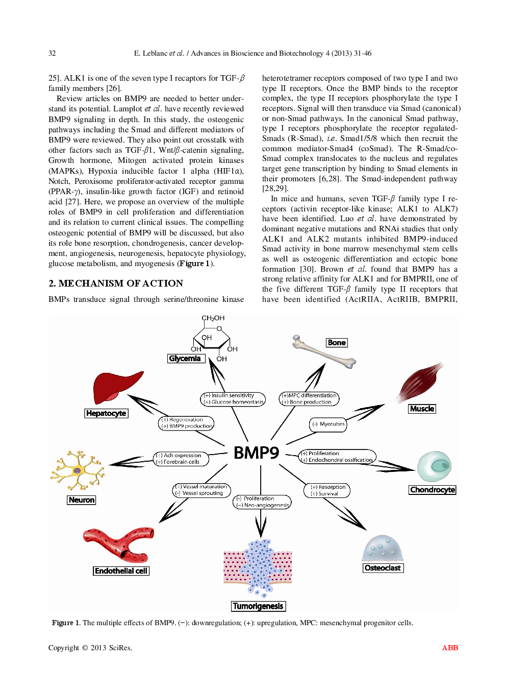 From Skeletal To Non Skeletal: The Intriguing Roles Of BMP-9: A Literature Review - Page 3