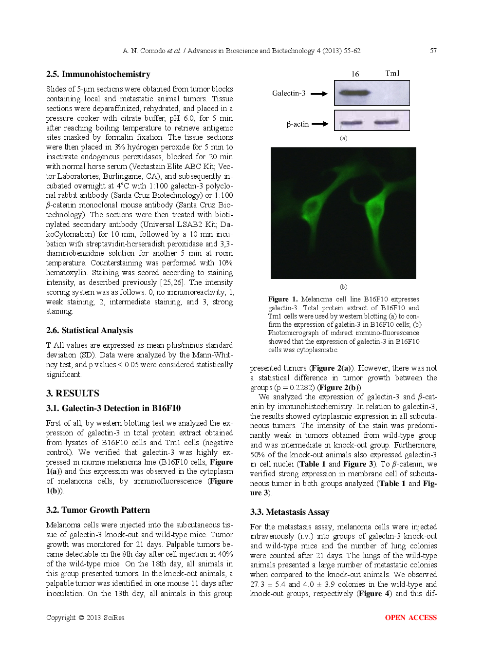 Galectin-3 Expression Favors Metastasis In Murine Melanoma - Page 4