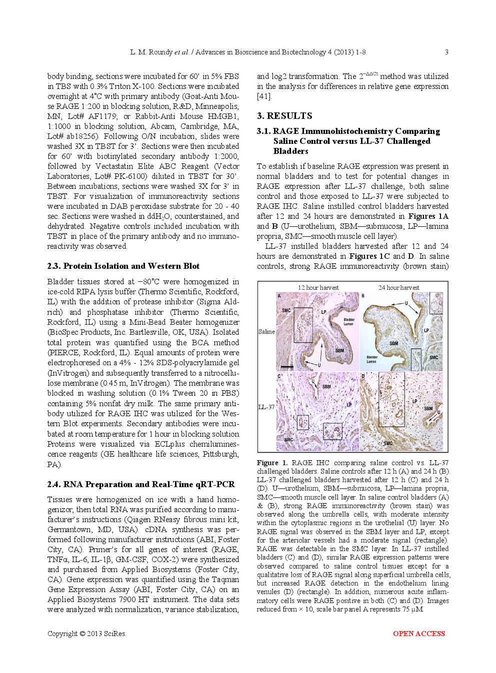 LL-37 induced Cystitis And The Receptor For Advanced Glycation End-Products (RAGE) Pathway - Page 4