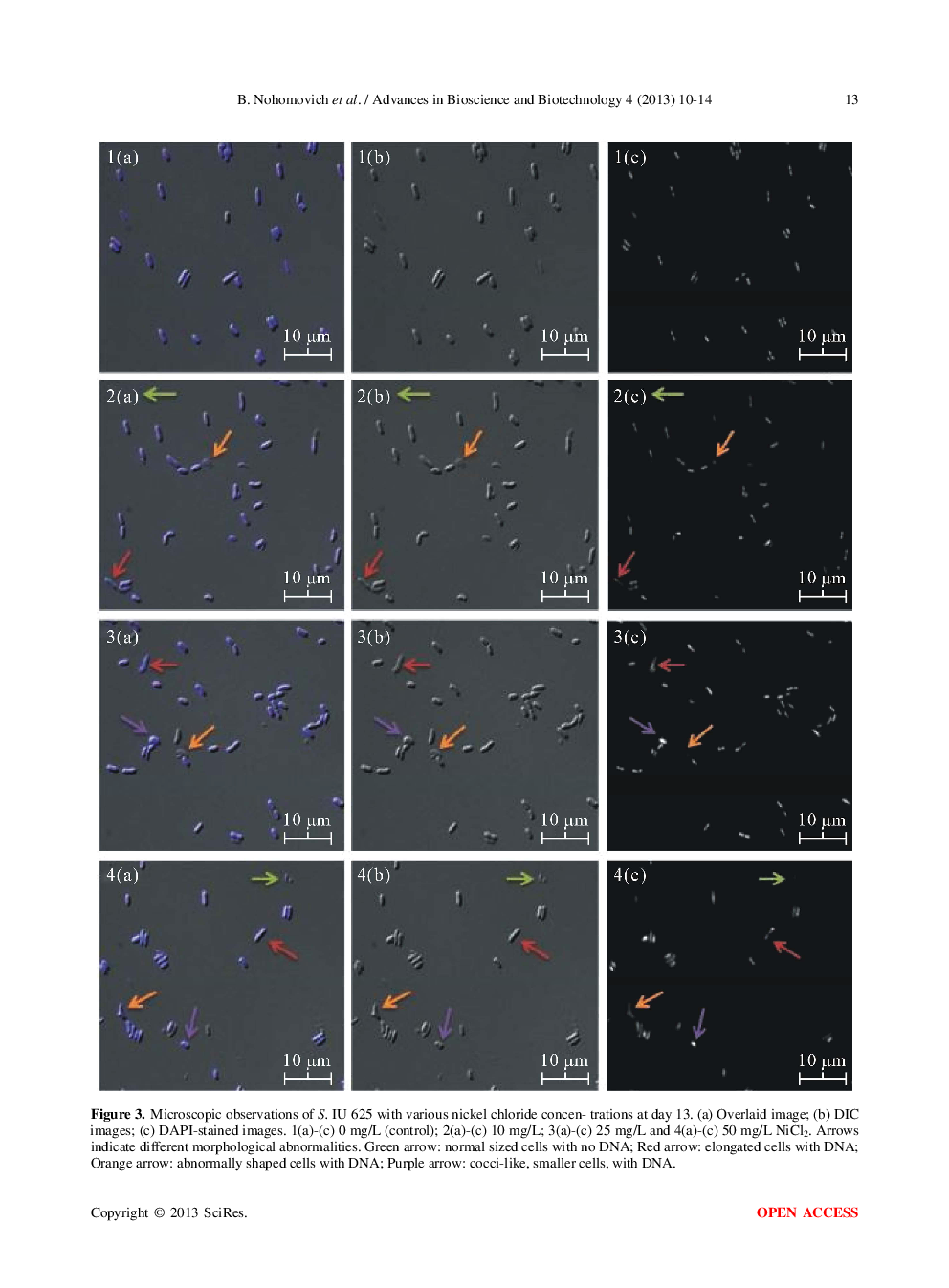 Physiological Effects Of Nickel Chloride On The Freshwater Cyanobacterium Synechococcus Sp. IU 625 - Page 5