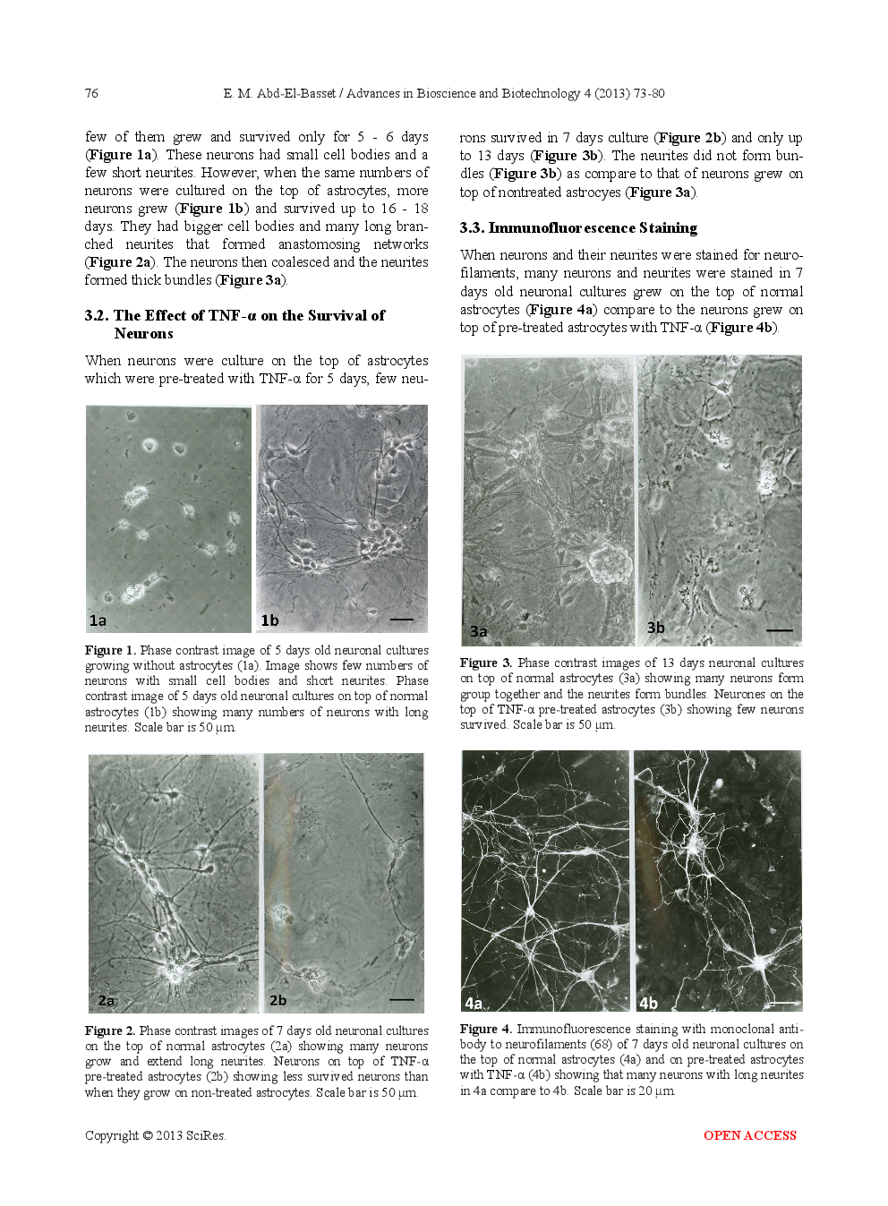 Pro-Inflammatory Cytokine; Tumor-Necrosis Factor-Alpha (TNF-α) Inhibits Astrocytic Support Of Neuronal Survival And Neurites Outgrowth - Page 5