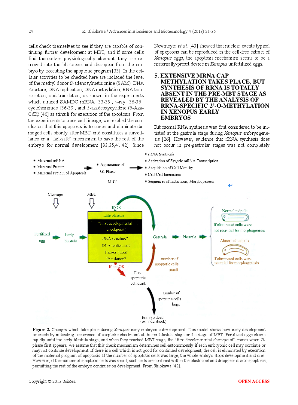 RNA Species Whose Transcription Is Totally Silent In Pre-MBT Stage Are Not mRNA But rRNA And Possible Involvement Of Weak Bases (Ammonium Salts And/Or Amines) In The Transcriptional Silence Of rRNA Genes During The Pre-MBT Stage in Xenopus Early Embryos - Page 5