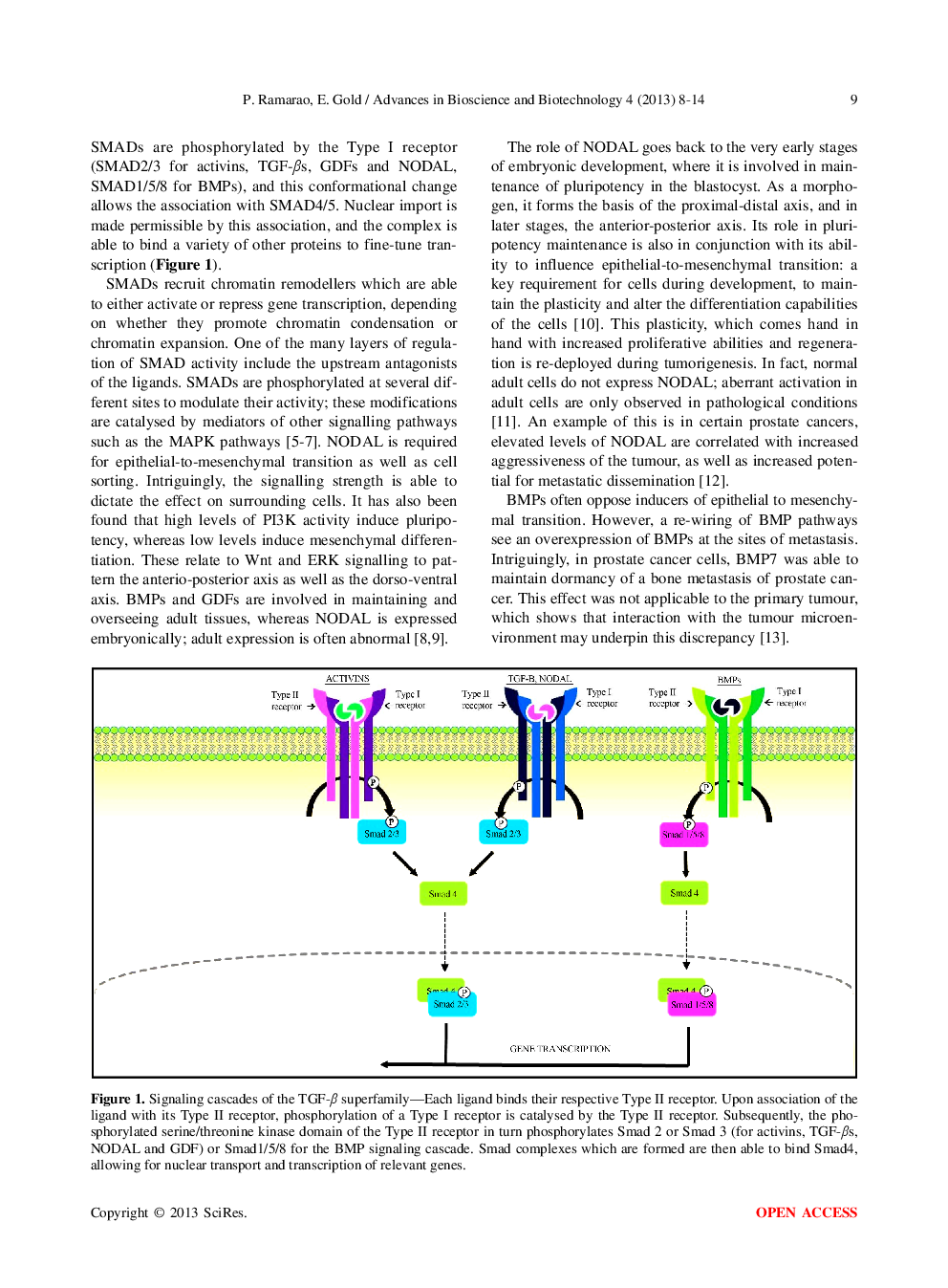 Utility Of Adeno-Associated Viruses To Target Members Of The TGF-β Superfamily In Prostate Cancer Therapy - Page 3