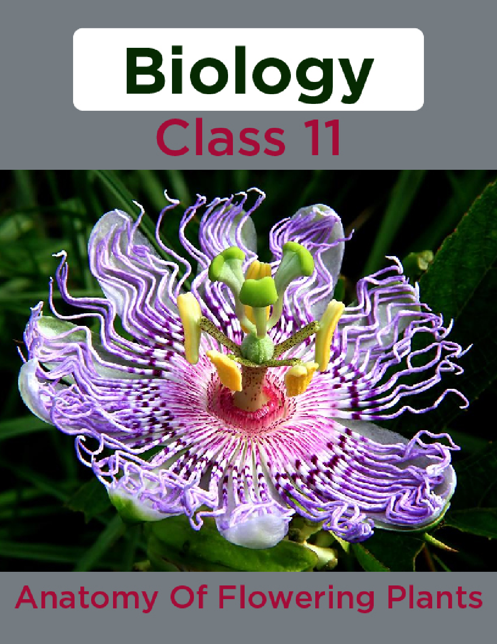 Biology-Anatomy Of Flowering Plants Class11 - Page 1