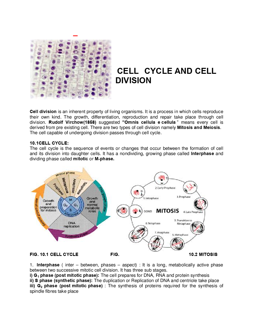 Biology-Cell Cycle And Cell Devision Class11 - Page 4