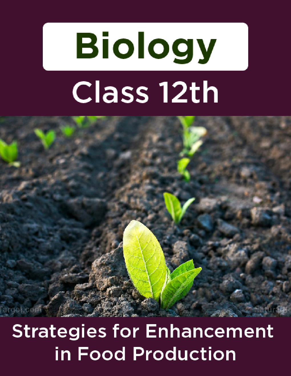 Biology-Strategies for Enhancement in Food Production Class 12th - Page 1