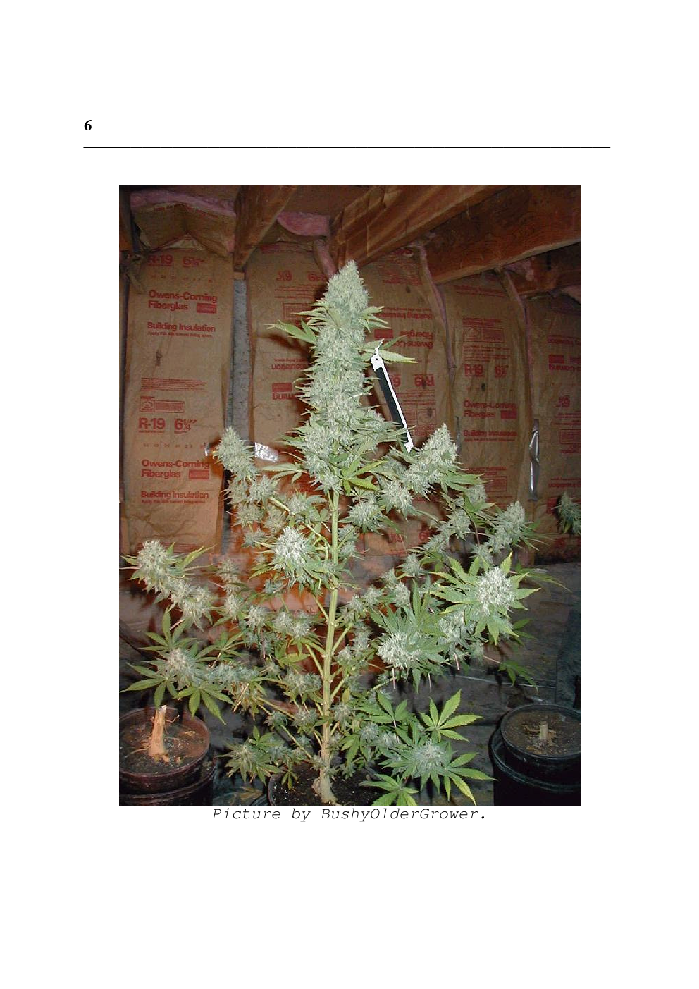 The Cannabis Grow Bible - Page 5